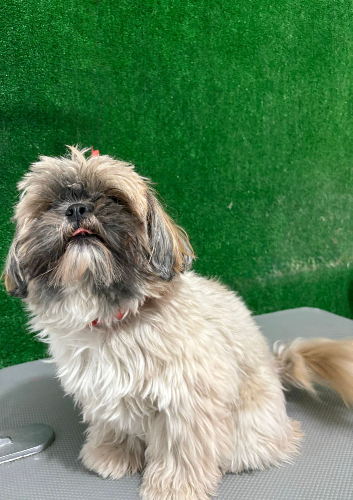 Perro antes del baño